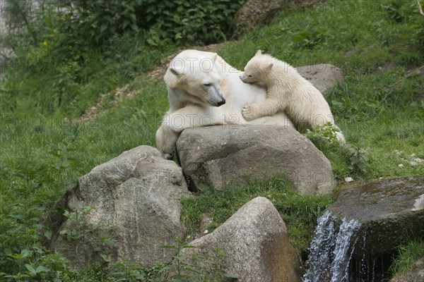 Polar Bears (Ursus maritimus) female Giovanna playing with her cub