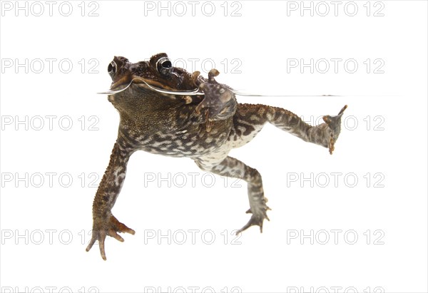 Cane Toad (Rhinella marina)