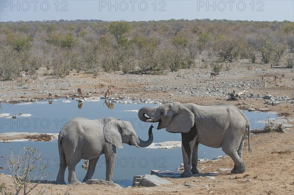 Two African Elephants (Loxodonta africana) drinking at Halali waterhole