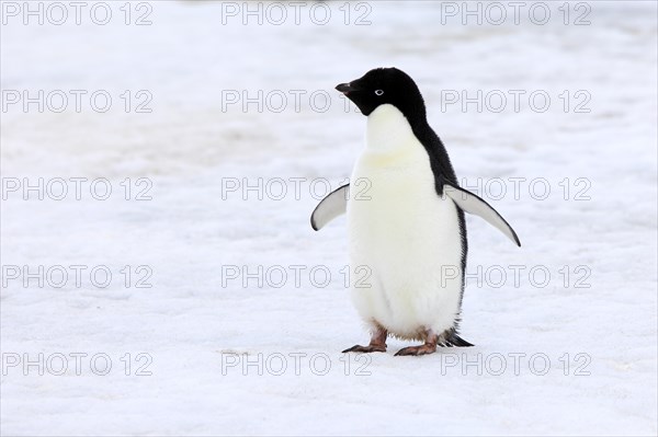 Adelie Penguin (Pygoscelis adeliae)