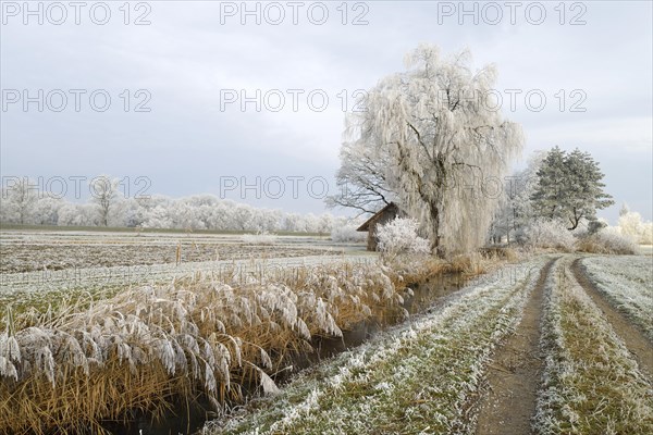 Reeds in hoarfrost