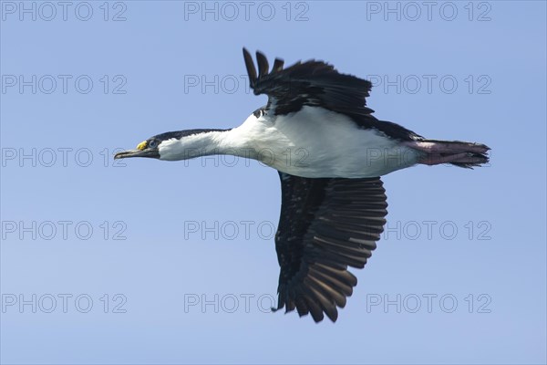 Blue-eyed Shag or Imperial Shag (Phalacrocorax atriceps)