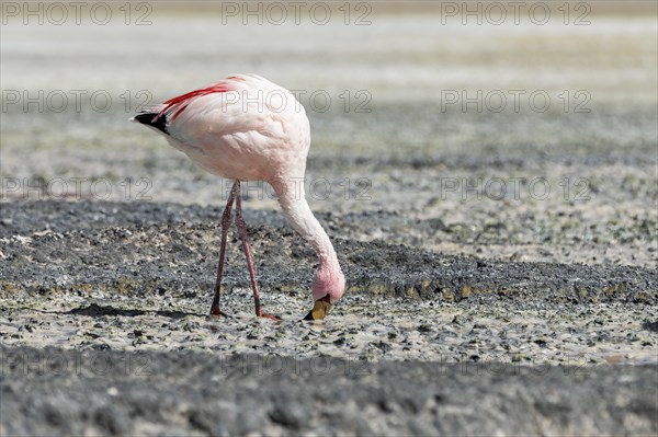 Andean Flamingo (Phoenicoparrus andinus)