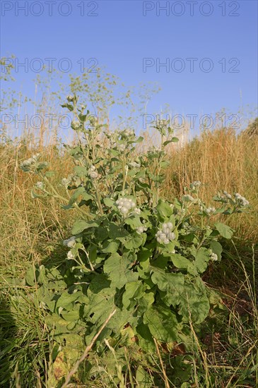 Downy Burdock (Arctium tomentosum)