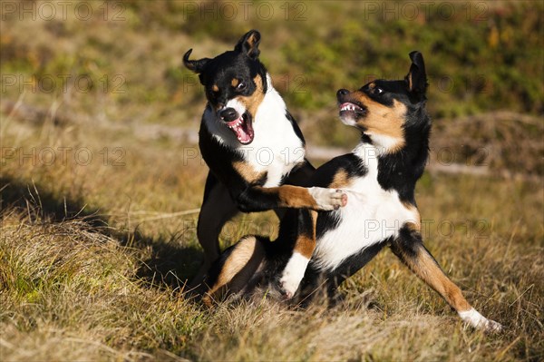 Appenzeller Sennenhund