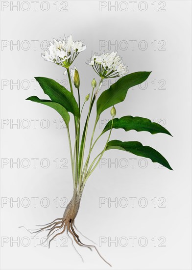 Ramsons or Wild Garlic (Allium ursinum)