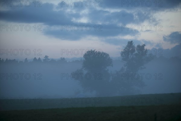 Morning mist over a meadow