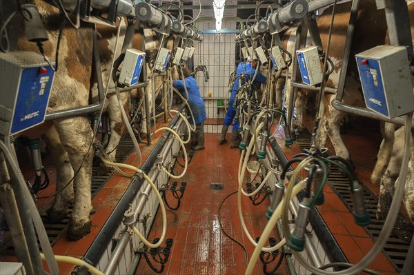 Cows being milked in a herringbone milking parlor
