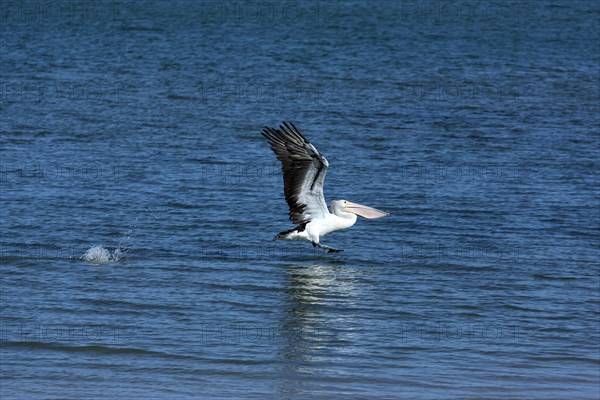 Australian Pelican (Pelecanus conspicillatus) launching from water
