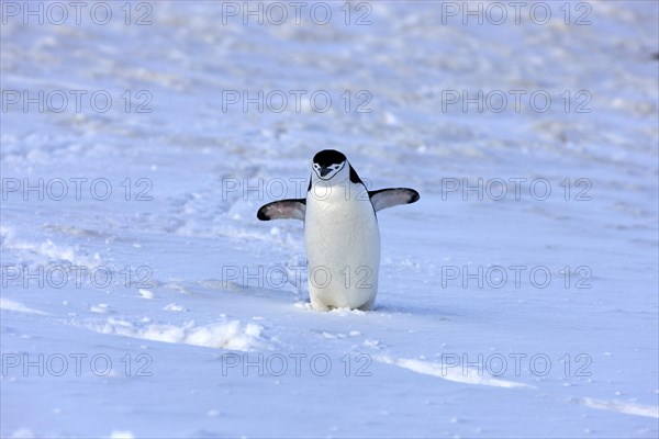 Chinstrap Penguin (Pygoscelis antarctica)