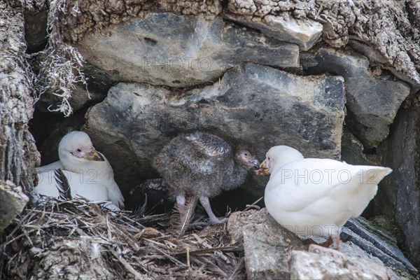 Snowy Sheathbill (Chionis alba)