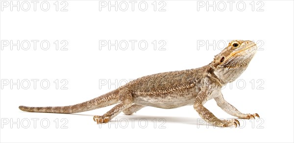 Dwarf Bearded Dragon (Pogona minor)