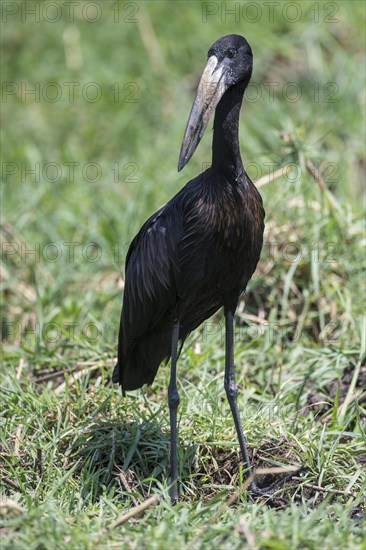 African Openbill (Anastomus lamelligerus)