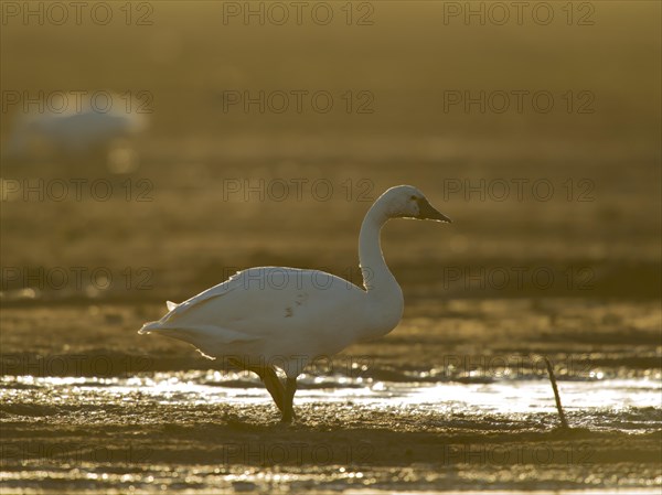 Tundra Swan (Cygnus bewickii)