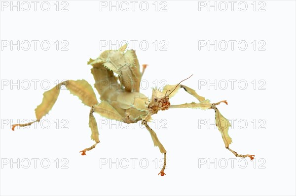 Giant Prickly Stick Insect (Extatosoma tiaratum)