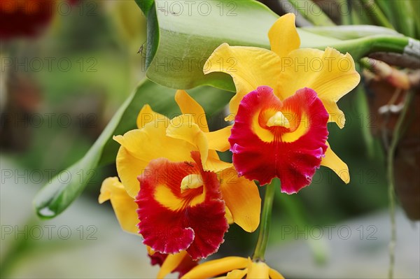 Orchid (Laeliocattleya