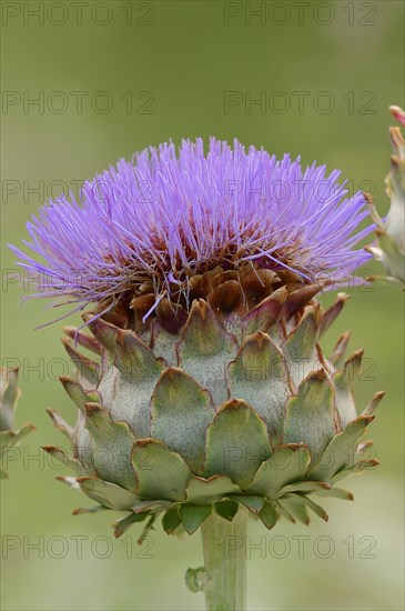 Globe Artichoke (Cynara scolymus