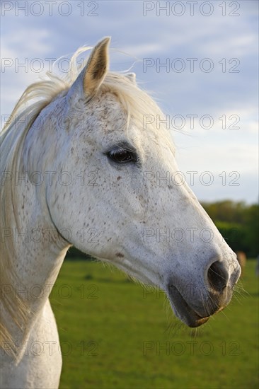 Riding Horse