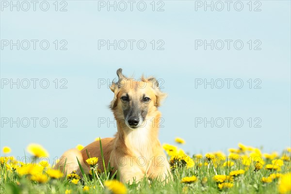 Longhaired Whippet lying on dandelion meadow