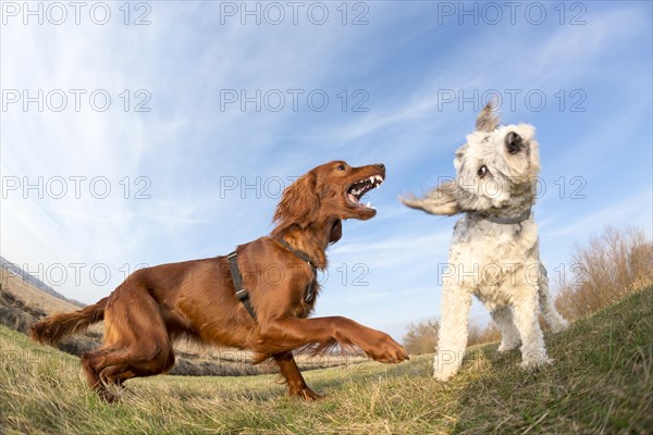 Playing dogs on a field