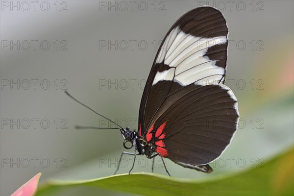 Sapho Longwing (Heliconius sapho)