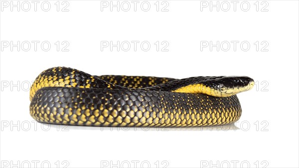 Tiger Snake (Notechis scutatus)