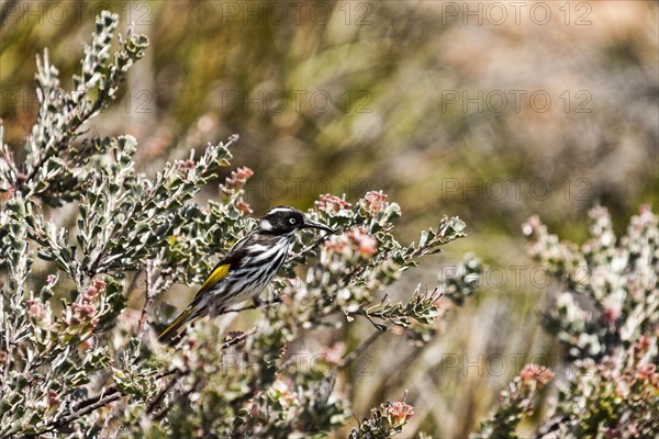 Grey-fronted Honeyeater (Lichenostomus plumulus)