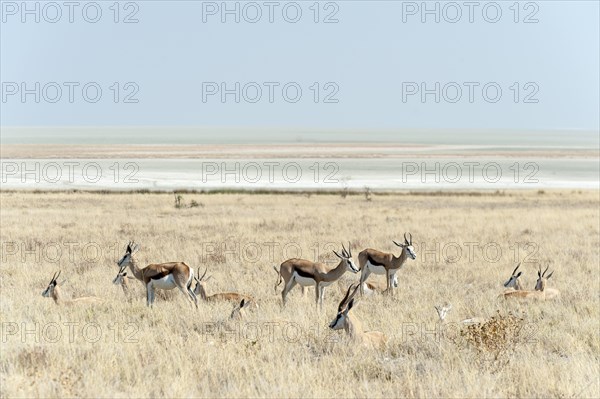 Springbok (Antidorcas marsupialis)