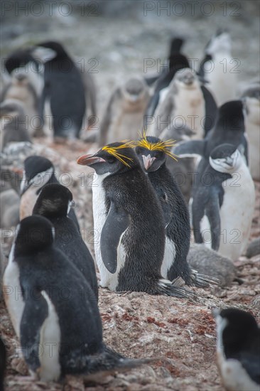 A pair of Macaroni Penguins (Eudyptes chrysolophus) breeds in a colony of Chinstrap penguins (Pygoscelis antarctica)