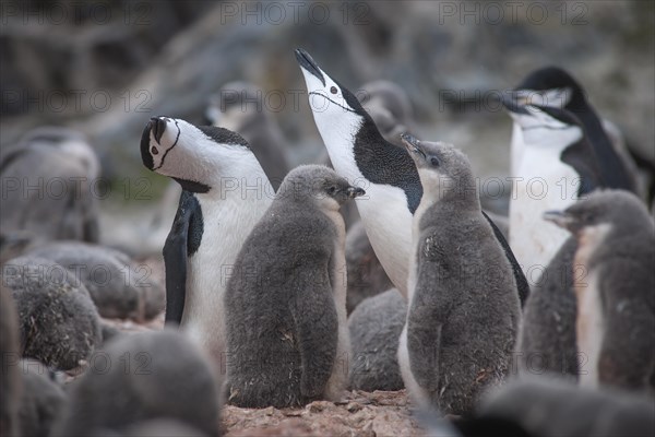 Chinstrap Penguins (Pygoscelis antarcticus)