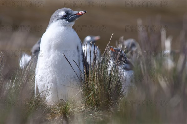 Gentoo Penguin (Pygoscelis papua)