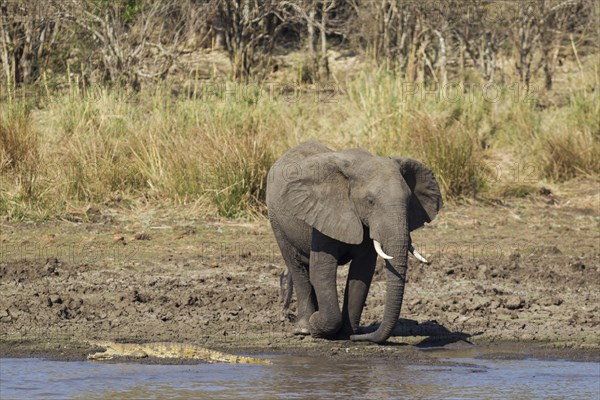 African Elephant (Loxodonta africana)