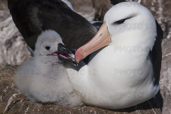 Black-browed Albatross or Black-browed Mollymawk (Thalassarche melanophris)