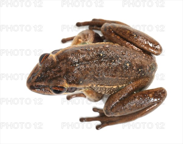 Green and Golden Bell Frog (Litoria aurea)