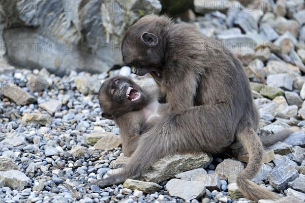 Young Gelada Baboons (Theropithecus gelada) fighting