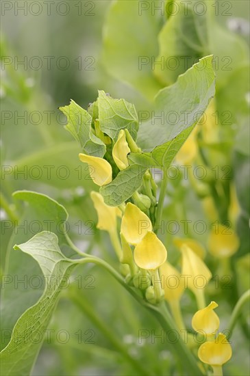 European Birthwort (Aristolochia clematitis)