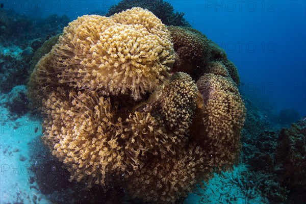 Flower Pot Corals (Goniopora sp.)