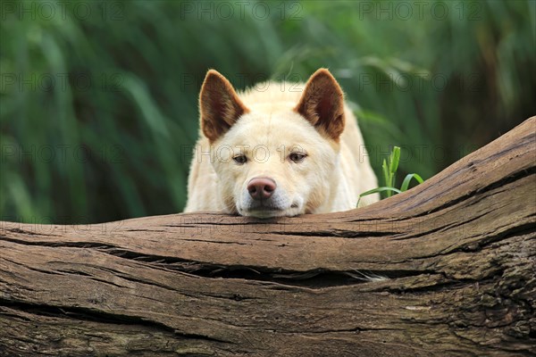 Dingo (Canis familiaris dingo)