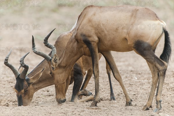 Red Hartebeests (Alcelaphus caama) at a natural salt-lick