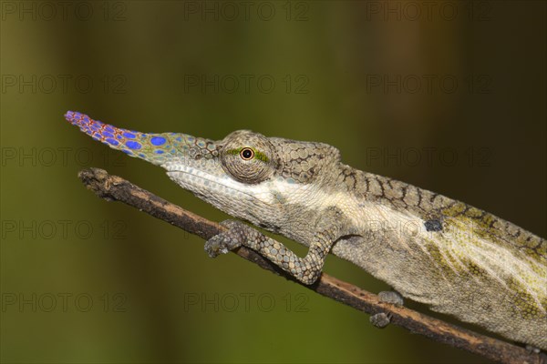 Pinocchio-Chamaleon (Calumma gallus)