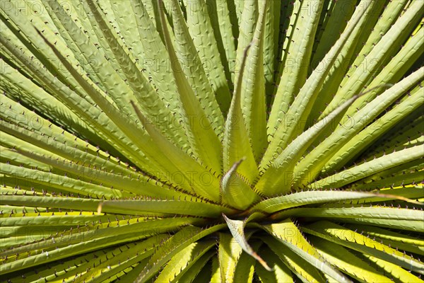 Queen of the Andes or Giant Bromeliad (Puya raimondii)