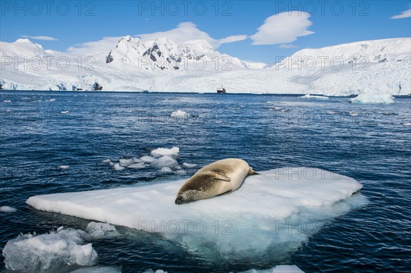 Leopard Seal (Hydrurga leptonyx) lying on an ice floe