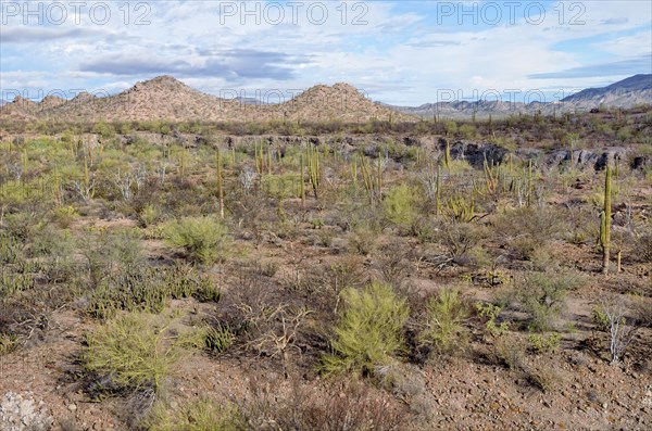 Cactus steppe in front of the Sierra de la Giganta