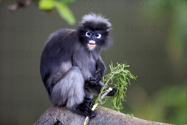 Dusky Leaf Monkey or Spectacled Langur (Trachypithecus obscurus)