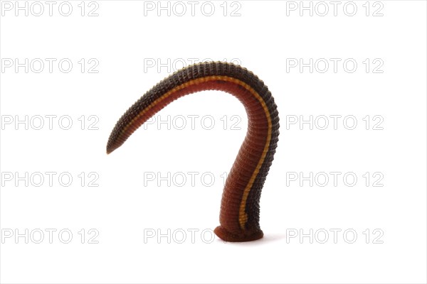 Medicinal Leech (Hirudo medicinalis)