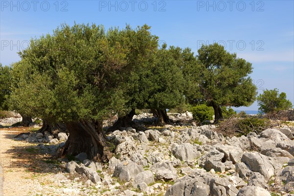 Ancient Olive trees (Olea europaea)