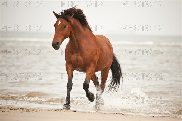 Andalusian half-breed gelding