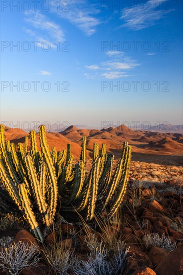 Namibian Poison Spurge or Gifboom (Euphorbia Virosa)