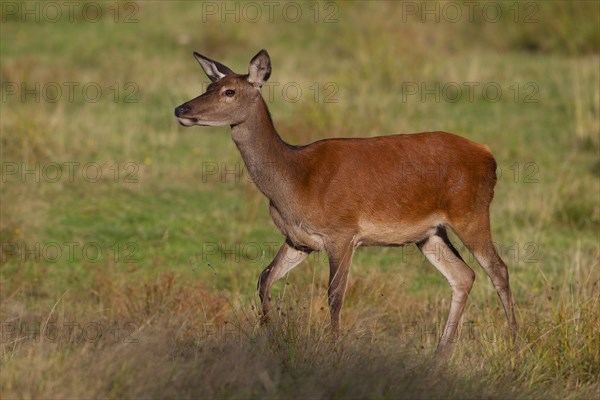 Red Deer (Cervus elaphus)