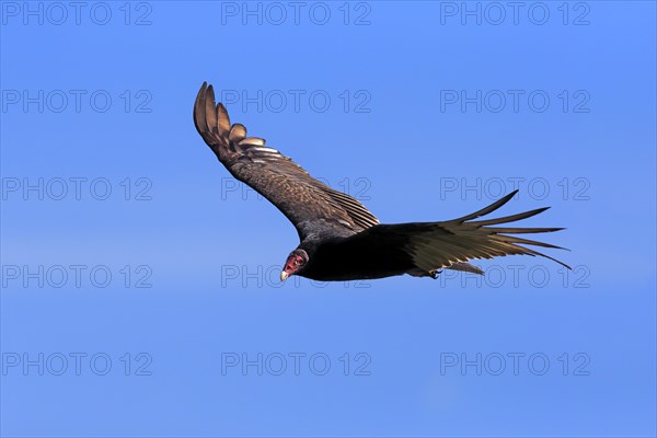 Turkey vulture (Cathartes aura)